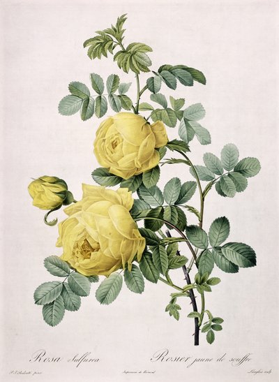 Rosa sulfurea, gravé par Langlois, de 